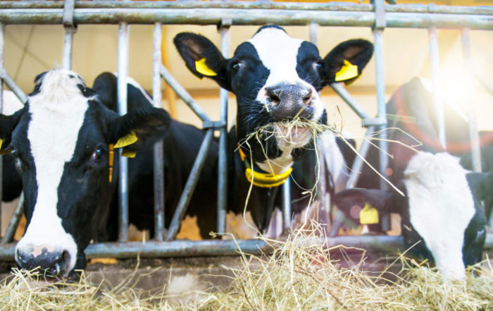 Cattle Feeding