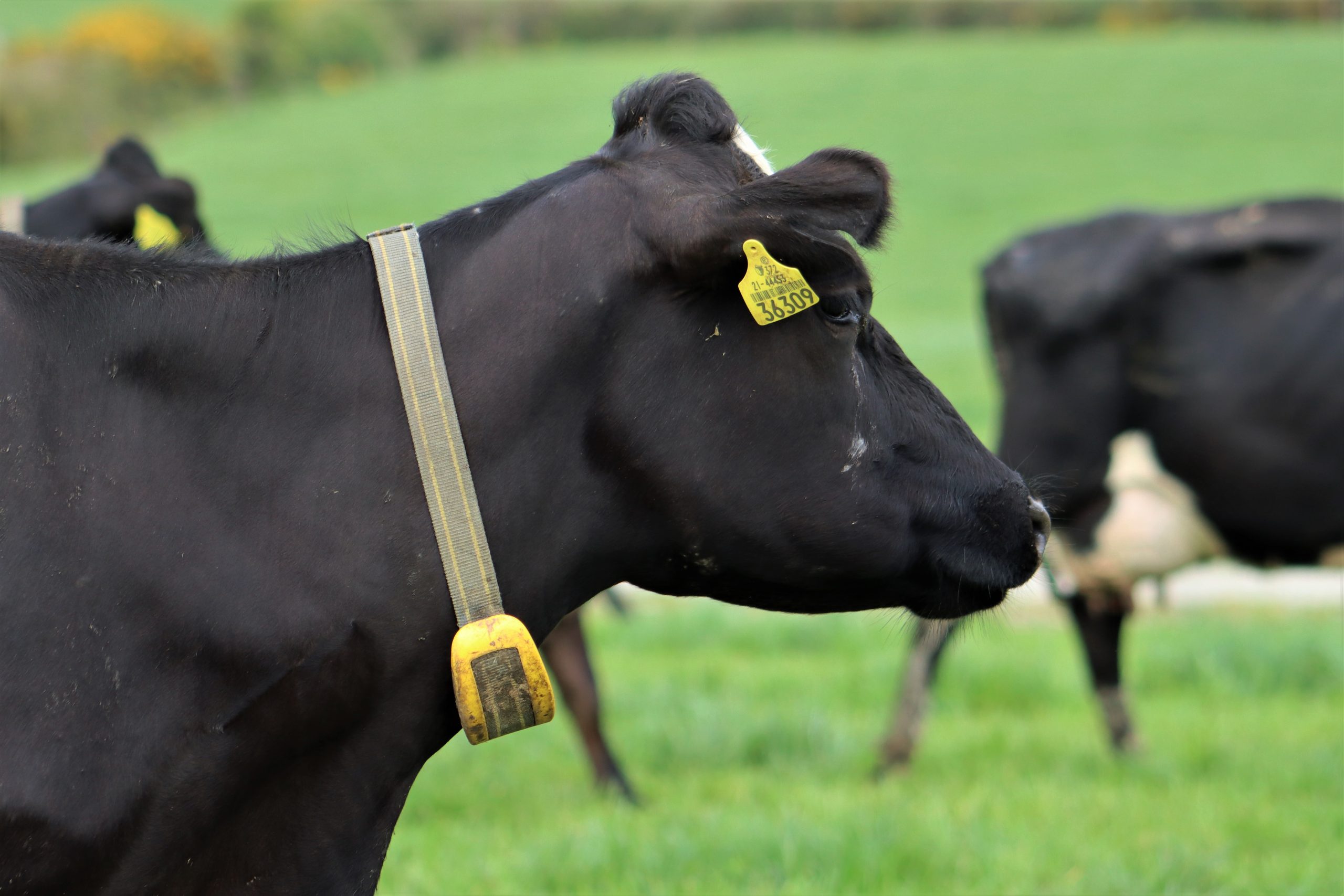 Heat detection collar on cow